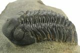Detailed Reedops Trilobite - Atchana, Morocco #376977-1